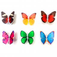 Paradise butterfly with colour change